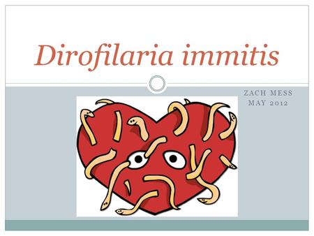 ZACH MESS MAY 2012 Dirofilaria immitis. Background Common name:  Heartworm Definitive host:  Canids  Foxes, wolves, dogs, etc.  Cats (less persistent)