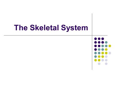 The Skeletal System.