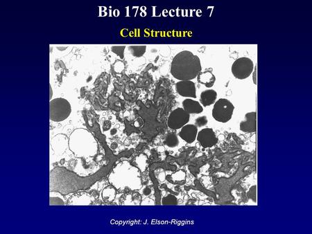 Bio 178 Lecture 7 Cell Structure Copyright: J. Elson-Riggins.