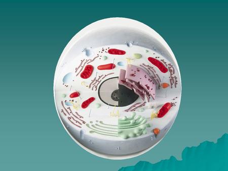 Cytology  Objectives: –Compare prokaryotic and eukaryotic cells –Investigate the anatomy (structure) and physiology (function) of a typical cell –Compare.