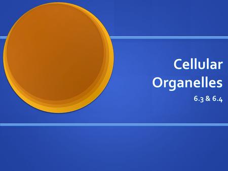 Cellular Organelles 6.3 & 6.4. Organelles covered today Nucleus & nuclear envelope Nucleus & nuclear envelope Ribosomes Ribosomes Endomembrane system.