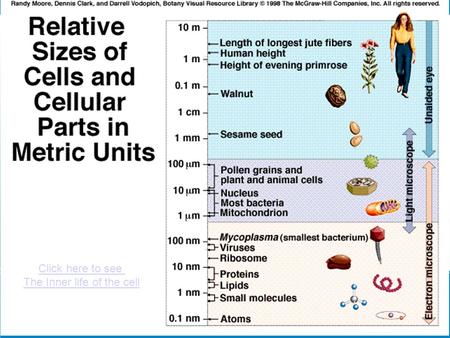 Click here to see The Inner life of the cell. I. Cell Structure + Function Ch. 3 pg. 47 A. Cell Theory 1.All living things are made of cells 2.All cells.