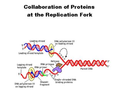 Looping the lagging strand to make both polymerases move in the same direction.