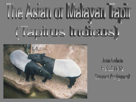  The Asian tapir (often referred to as Malayan) lives in Southeast Asia. While this tapir used to inhabit much of the region including the countries.