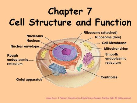 Chapter 7 Cell Structure and Function