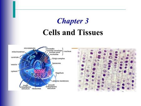 Chapter 3 Cells and Tissues