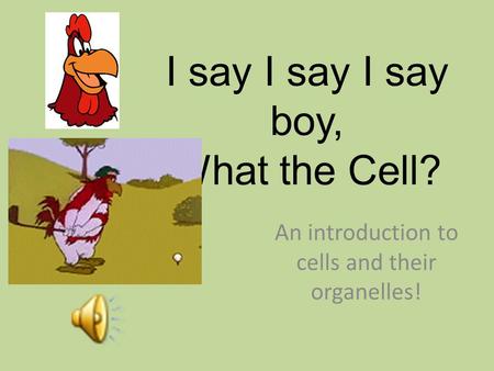 I say I say I say boy, What the Cell? An introduction to cells and their organelles!