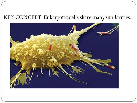 KEY CONCEPT Eukaryotic cells share many similarities.