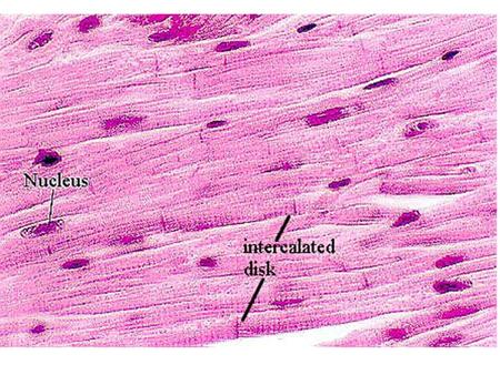 Cells Objectives Label the different parts of the cell Describe the functions of the different parts of the cell Compare a typical animal.