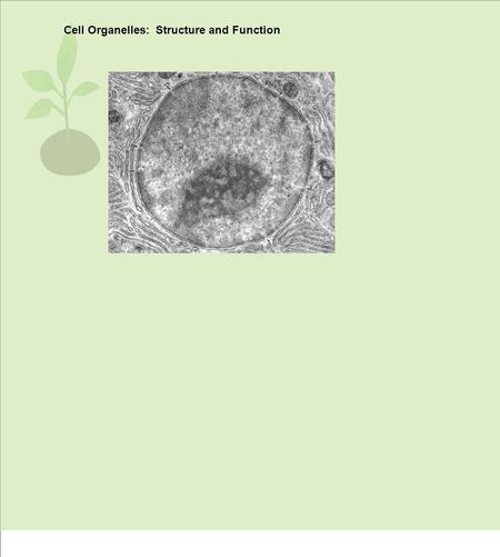 Cell Organelles:  Structure and Function