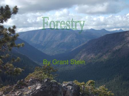 By Grant Stein. Prior Knowledge Foresters spend time in the woods and in the office writing reports and compiling data. Forestry involves growing and.