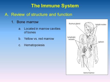 The Immune System 1.Bone marrow A. Review of structure and function a.Located in marrow cavities of bones b.Yellow vs. red marrow c.Hematopoiesis thymus.