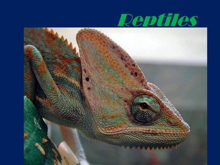 Reptiles. Taxonomy Kingdom Anamalia Phylum Chordata Subphylum Vertebrata Class Reptilia.