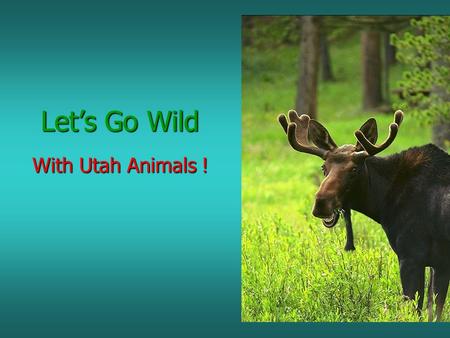 Let’s Go Wild With Utah Animals !. We will study 5 groups of Animals MAMMALS MAMMALS BIRDS BIRDS REPTILES REPTILES AMPHIBIANS AMPHIBIANS FISH FISH.