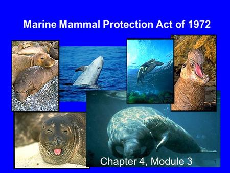 Marine Mammal Protection Act of 1972 Chapter 4, Module 3 1.