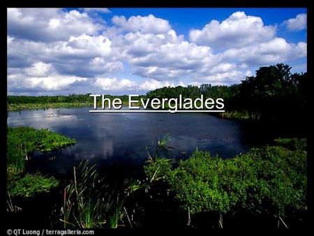 The Everglades.