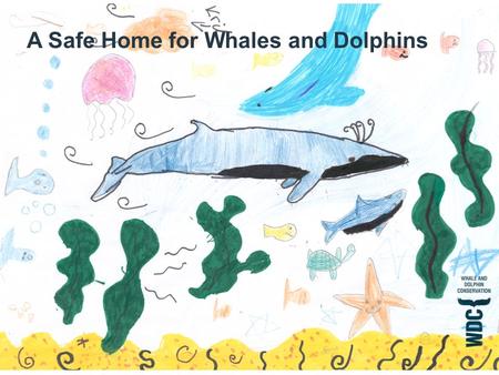 A Safe Home for Whales and Dolphins. What makes a safe home?