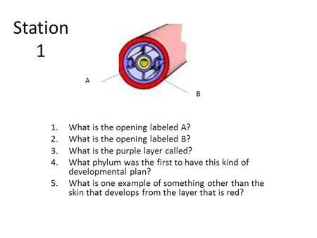 Station 1 1.What is the opening labeled A? 2.What is the opening labeled B? 3.What is the purple layer called? 4.What phylum was the first to have this.