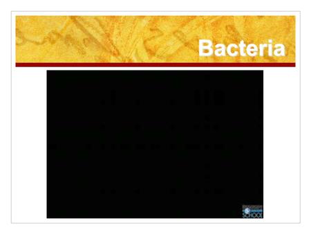 Bacteria. I.General Characteristics A.Single-celled; no nucleus or complex organelles What do we call this type of organism? B.Earliest known life forms.