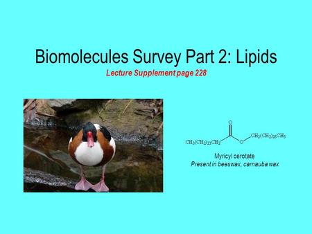 Biomolecules Survey Part 2: Lipids Lecture Supplement page 228 Myricyl cerotate Present in beeswax, carnauba wax.