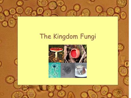 The Kingdom Fungi. Q1.  Cause disease  crop damage (blights) -------------------------------------------- Leven for bread decompose food Some fungi.