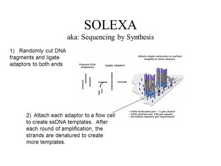 SOLEXA aka: Sequencing by Synthesis 2) Attach each adaptor to a flow cell to create ssDNA templates. After each round of amplification, the strands are.