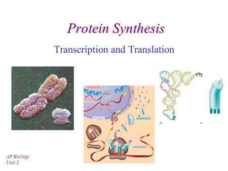 Transcription and Translation