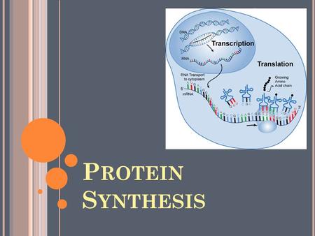 Protein Synthesis.