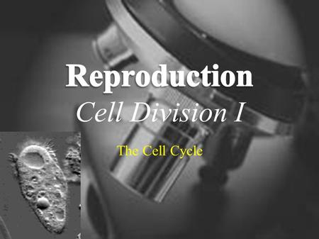 1 The Cell Cycle. S1-1-13 Describe the relationships among DNA, chromosomes, genes, and the expression of traits. S1-1-01 Illustrate and explain the process.