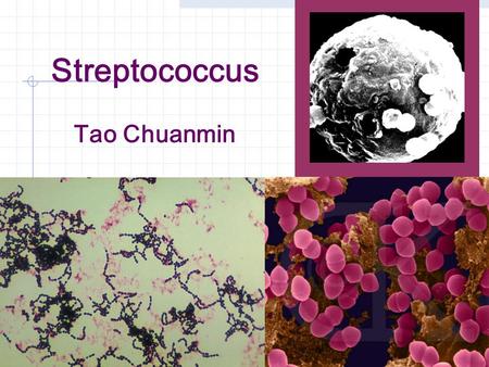 Streptococcus Tao Chuanmin