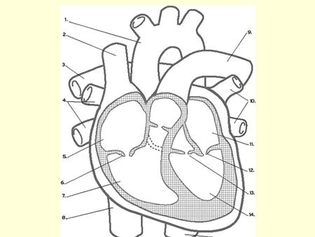 Diagram Word Bank Superior Vena Cava Inferior Vena Cava Right Ventricle Right Atrium Left Ventricle Aortic Arch Left Atrium Aorta Right Pulmonary Artery.