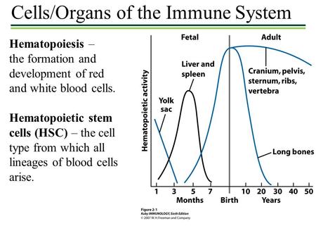 Hematopoiesis – the formation and development of red and white blood cells. Hematopoietic stem cells (HSC) – the cell type from which all lineages of blood.