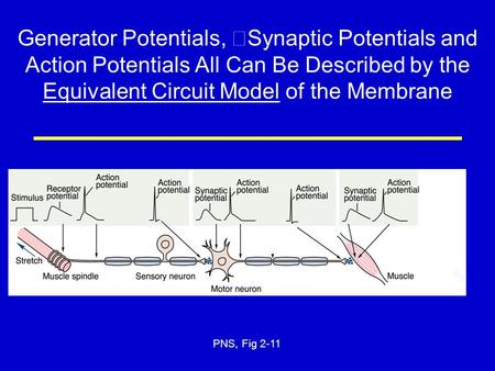 Generator Potentials, Synaptic Potentials and Action Potentials All Can Be Described by the Equivalent Circuit Model of the Membrane PNS, Fig 2-11.