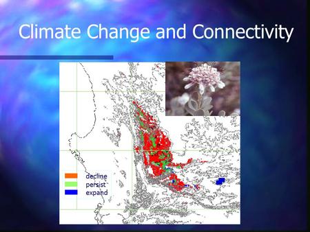 Decline persist expand Vexatorella amoena 2050 CSM w/o S Climate Change and Connectivity.