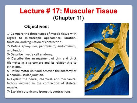 Lecture # 17: Muscular Tissue