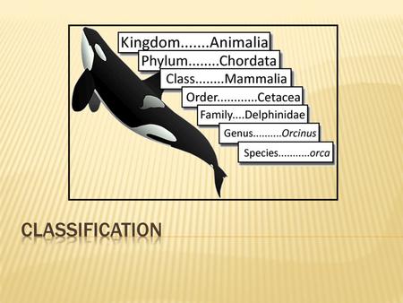  Branch of Biology that deals with classification and naming living things.  Aristotle classified living things into only two categories—plants or animals.