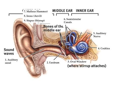 1. ________ 2. ________ 3. ________ 4. _______ 5. ________ 6. _______ 7. _______, 8.______ & 9. _______ 1. Auditory canal 2. Eardrum 3. Oval Window 4.