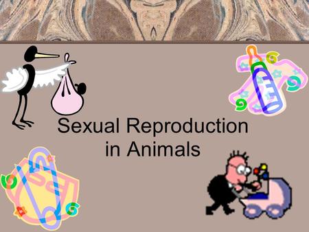 Sexual Reproduction in Animals