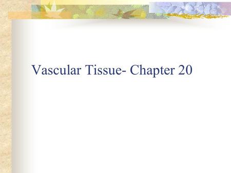 Vascular Tissue- Chapter 20. Concept 20.2 Root System Anchor & Support Absorb minerals and water Monocot root- fibrous-mat -grass Dicot root-tap root-1.