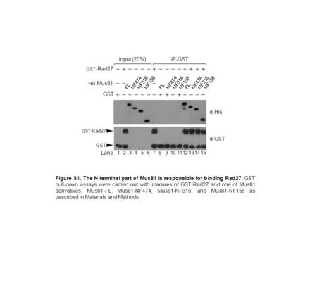 GST- Rad27 Lane α-His α-GST 1234567891011 GST 12 Input (20%) FLNF474NF316NF158FLNF474NF316NF158FLNF474NF316NF158 131415 His- Mus81 IP-GST GST- Rad27 GST.