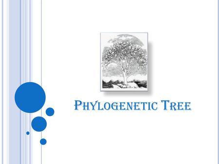 P HYLOGENETIC T REE. OVERVIEW Phylogenetic Tree Phylogeny Applications Types of phylogenetic tree Terminology Data used to build a tree Building phylogenetic.