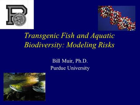 Transgenic Fish and Aquatic Biodiversity: Modeling Risks Bill Muir, Ph.D. Purdue University.