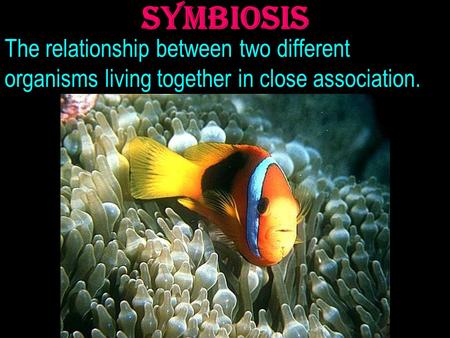 Symbiosis The relationship between two different organisms living together in close association.