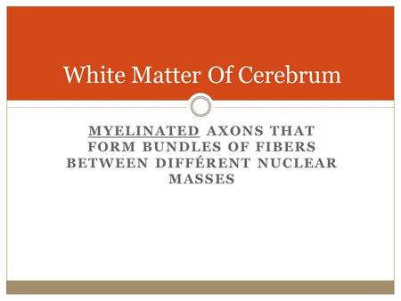 White Matter Of Cerebrum