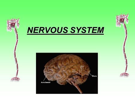 NERVOUS SYSTEM. Three Basic Functions Performed by Nervous Systems: 1.Receive sensory input from internal and external environments : pressure, taste,