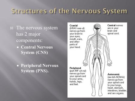 Structures of the Nervous System