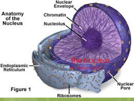 The Nucleus By: Megan Mercanti. Some History of the Nucleus  Was discovered by Ernest Rutherford, a New Zealand born British physicist, in May of 1911.