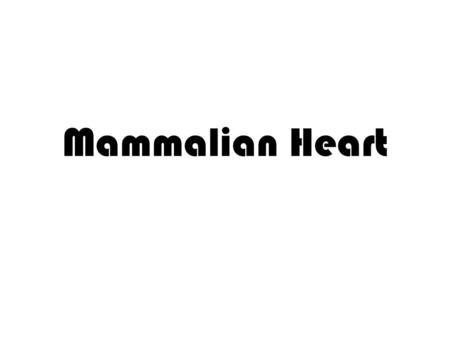 Mammalian Heart.