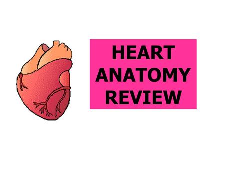 HEART ANATOMY REVIEW. Name this specific valve circled in yellow. Bicuspid or mitral valve.