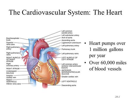 The Cardiovascular System: The Heart